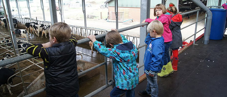 Blick in den Kuhstall
