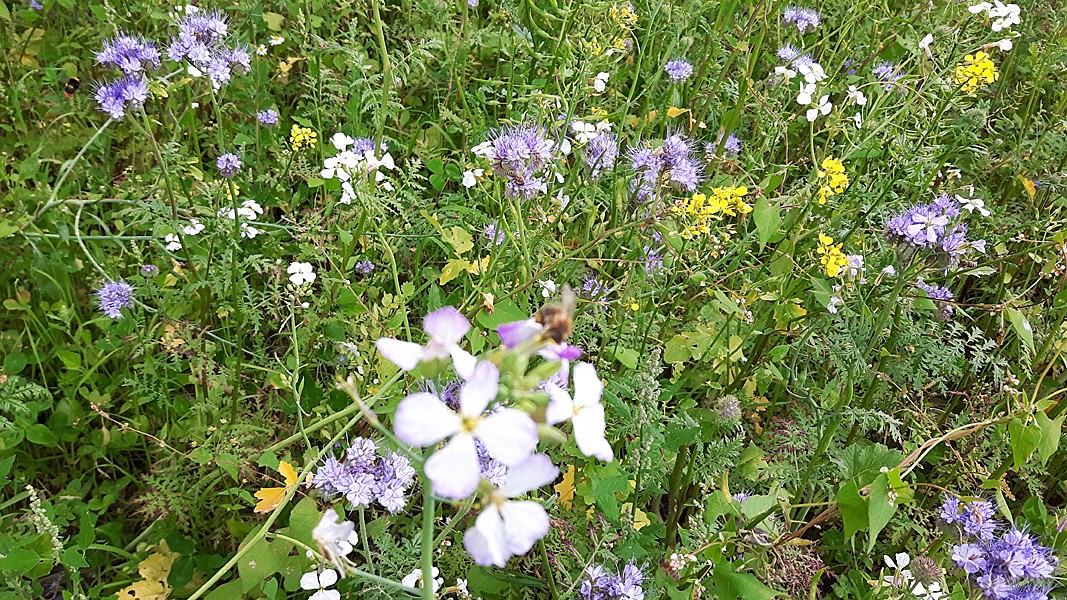Bl&uuml;tenmix und Bienenweide. Foto: &copy; Frank Kiesfeld