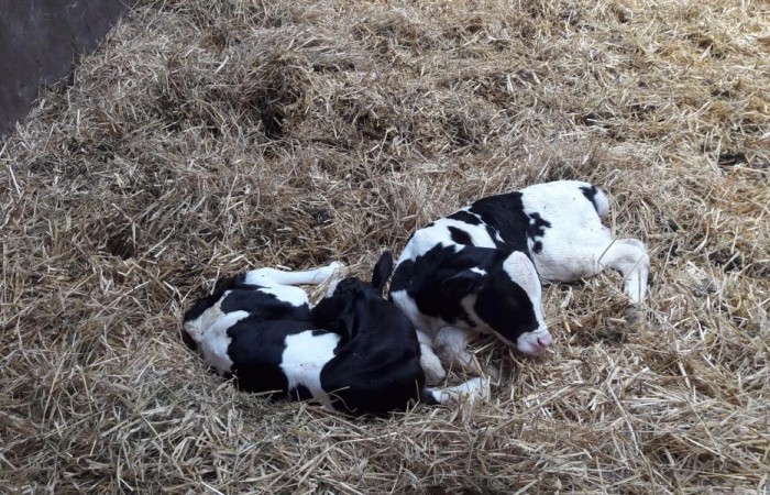 Die beiden Mädchen ruhen sich derweil ein wenig aus... und freuen sich sicherlich schon auf die leckere erste Mahlzeit.
