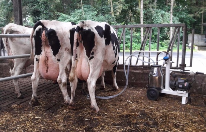 Zum Melken nach dem Kalben haben wir eine kleine Eimermelkanlage. Hiermit können schnell und einfach vor Ort ein paar Liter Milch für die Kälber gemolken werden.